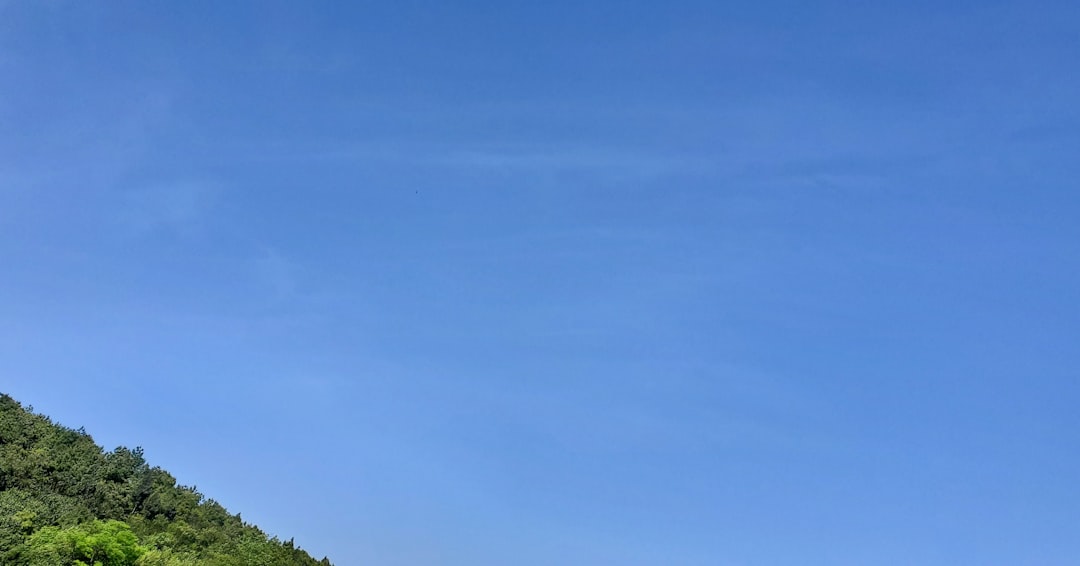 a hill with trees on it