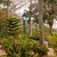a pathway in a park with trees and plants