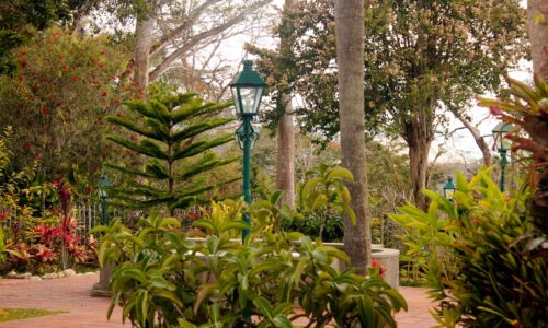 a pathway in a park with trees and plants