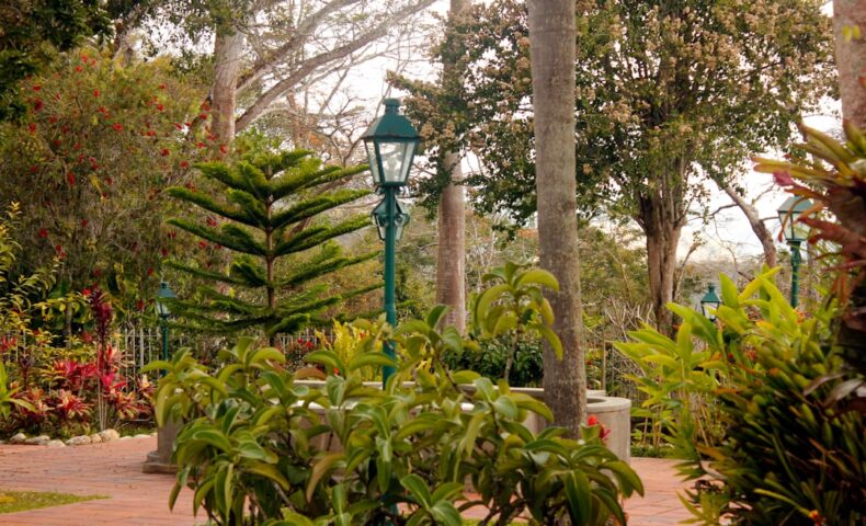 a pathway in a park with trees and plants